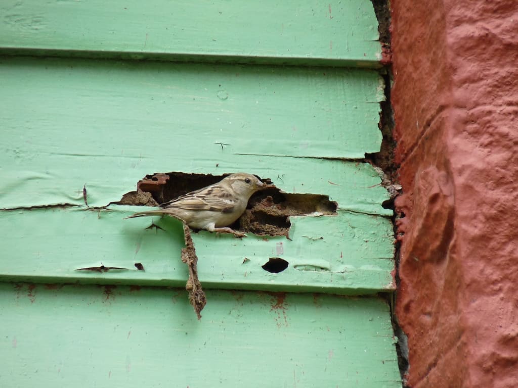 Female House Sparrow (Passer domesticus) excavating a nest hole in the wall of a wooden cabin in Bandipur, Karnataka