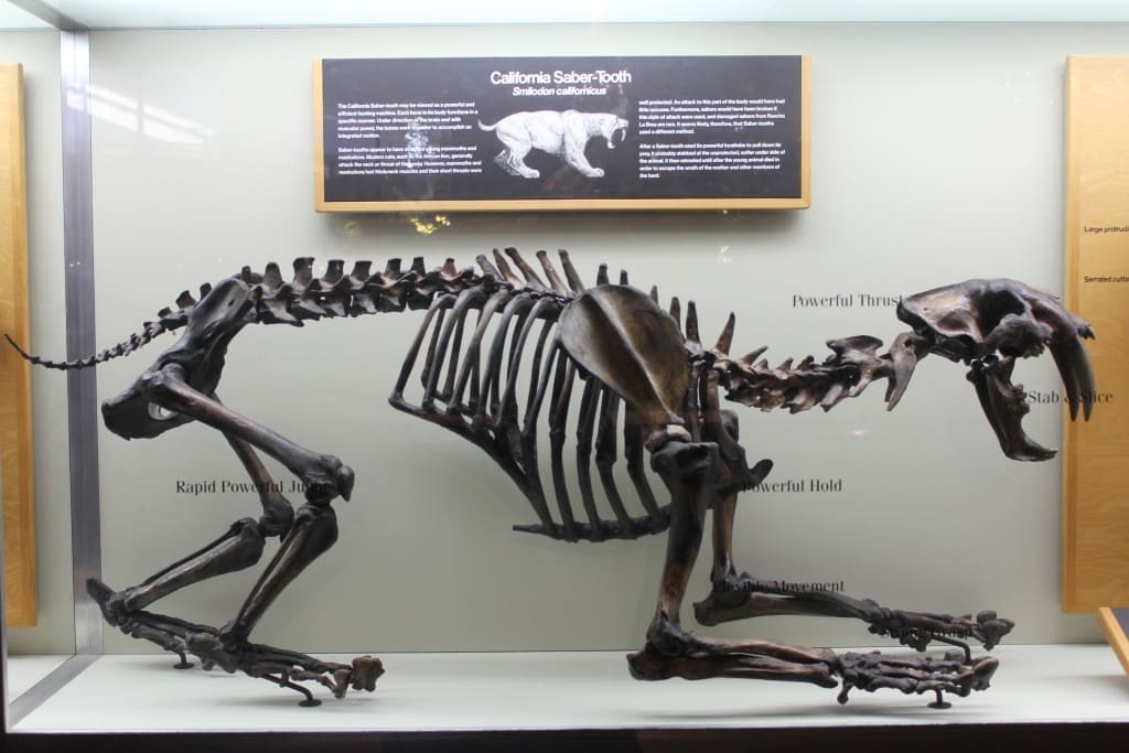 Smilodon - Maybe they came up with the name coz of the teeth showing grin