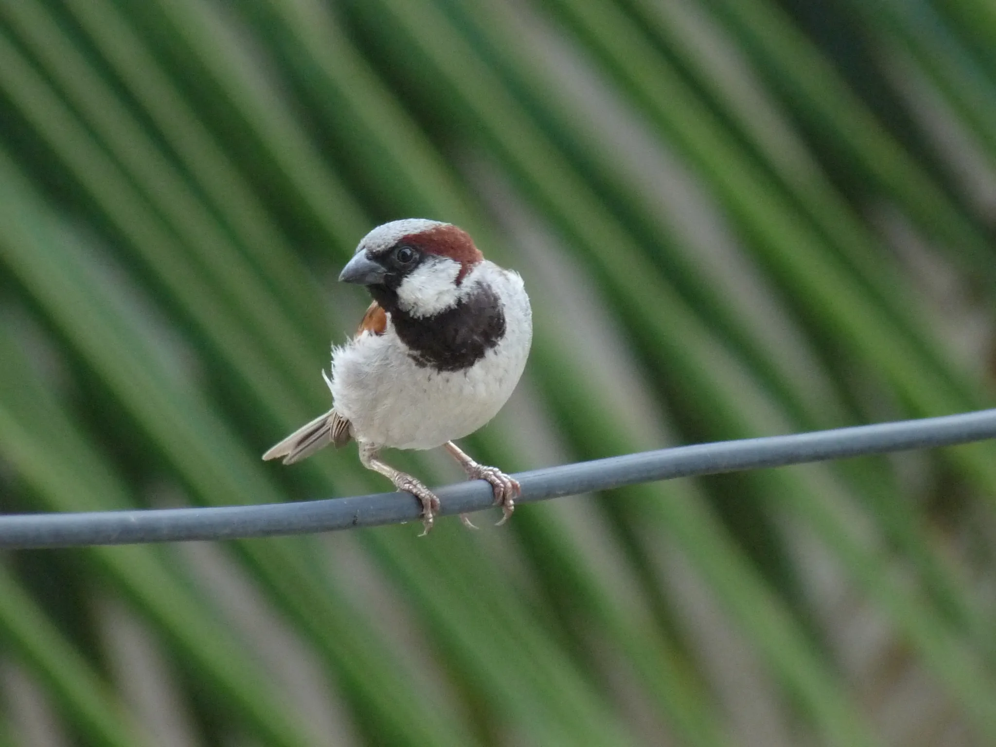 Like a note on a scale, a male House Sparrow at perch