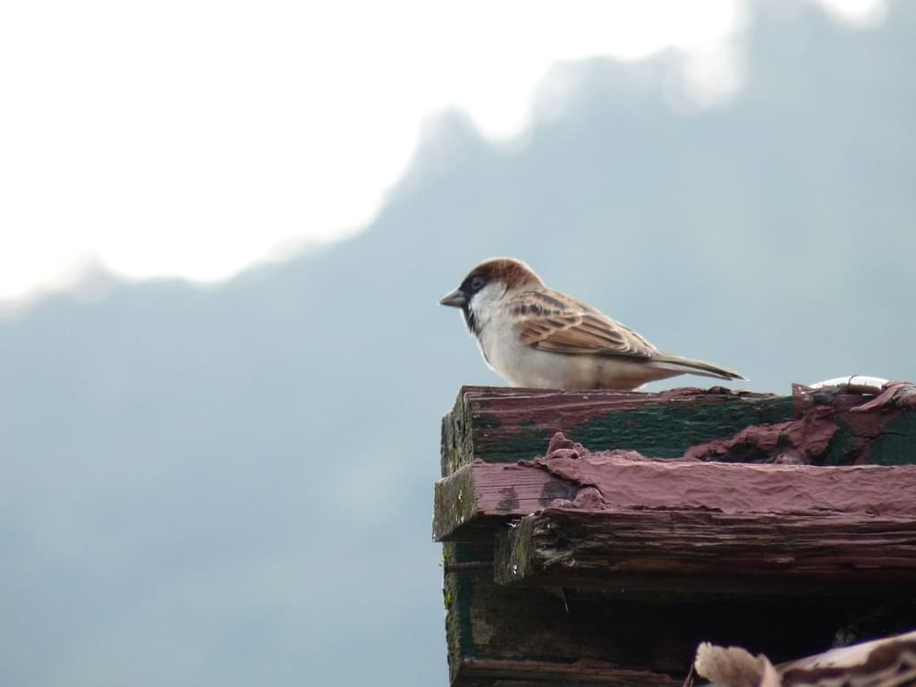 The Russet Sparrow (Passer rutilans), also known as the Cinnamon Sparrow, in Ukhimath, Uttarakhand