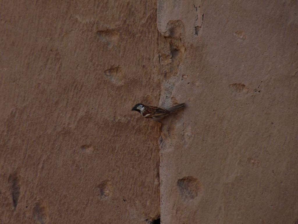 House Sparrow male on the walls of Jabreen Castle in central Oman