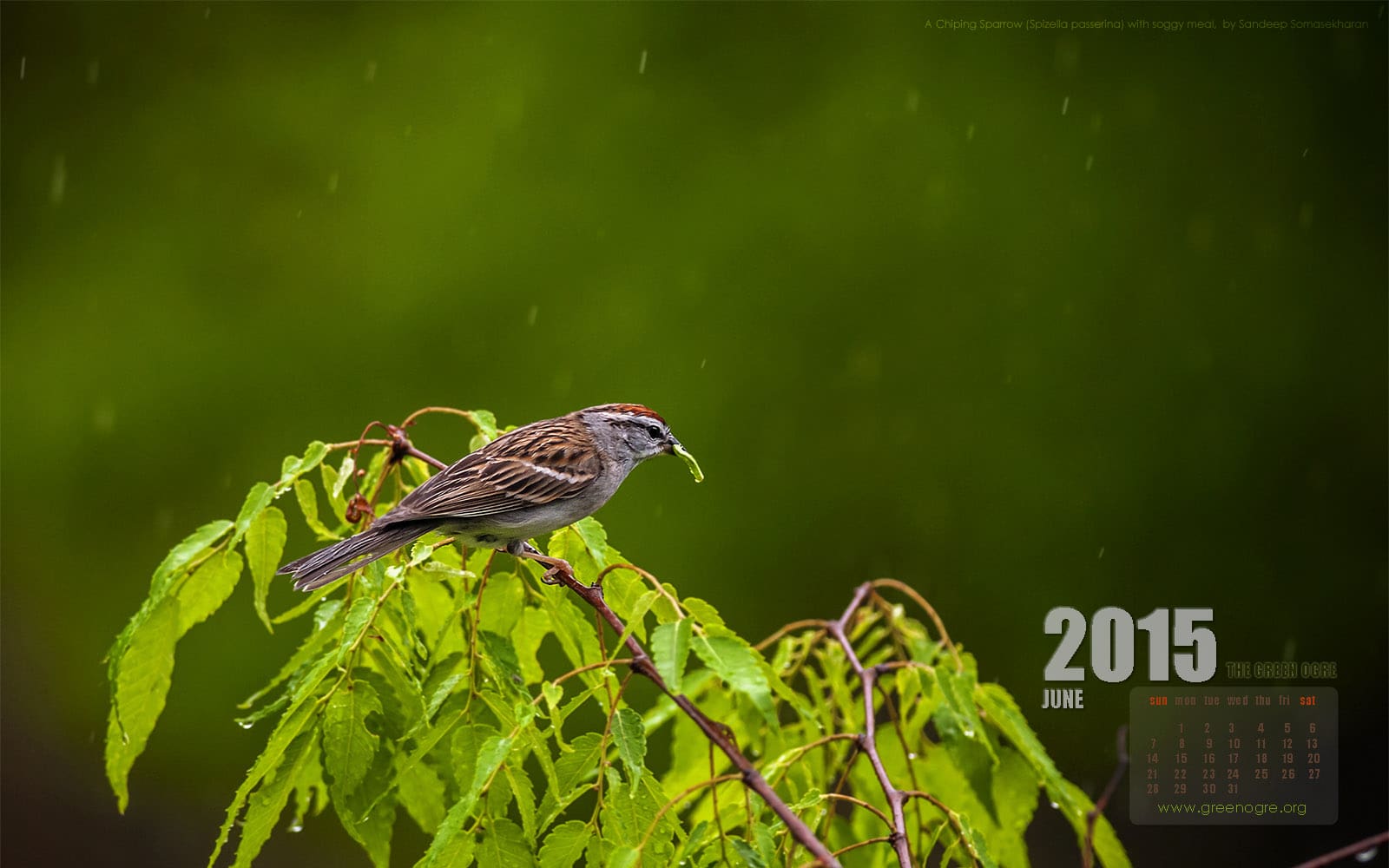 A Chipping Sparrow in the rain, for your June wallpaper