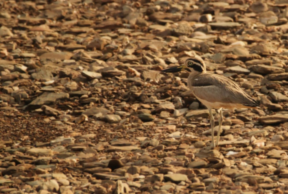 A well camouflaged Great Stone Curlew