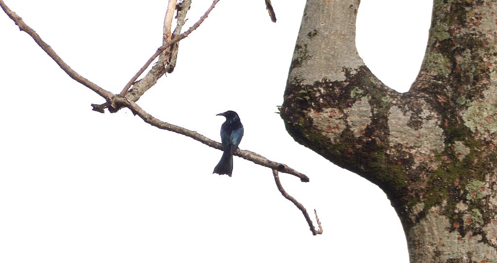 Out on a limb, this Crow-billed Drongo very much resembles its cousin, the Racket-tailed Drongo, but is yet different