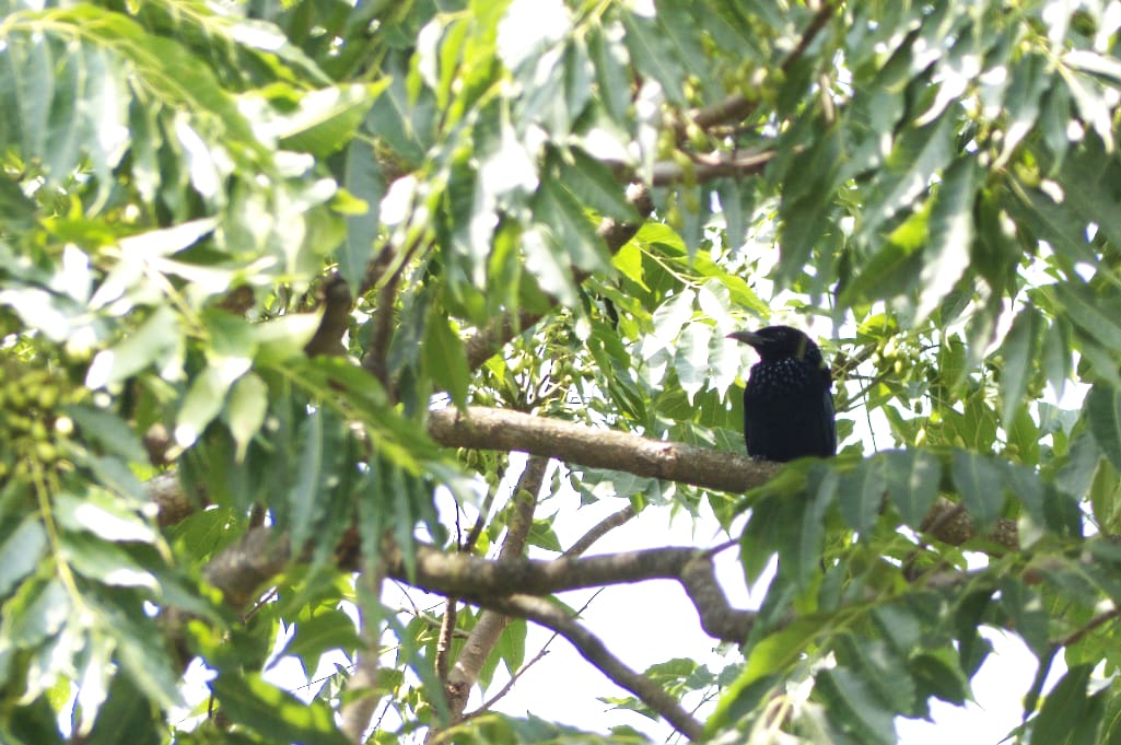 Hidden among the trees, a Crow-billed Drongo examines its world