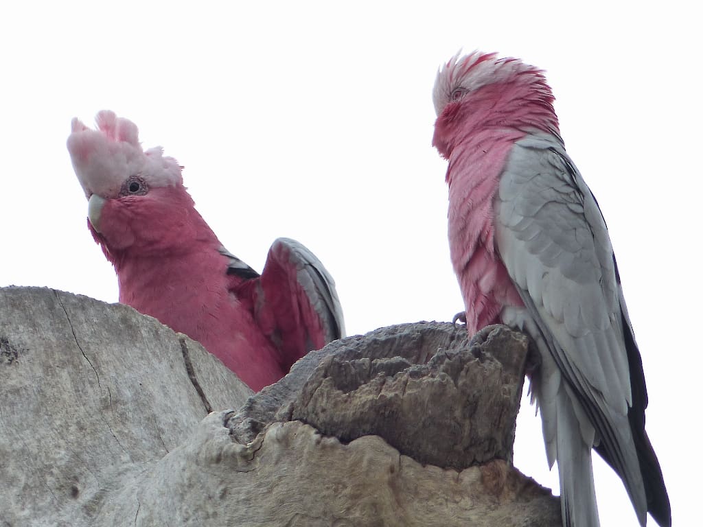 Male Galah (L) with dark brown iris and female (R) with pink iris