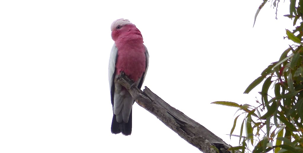 A Galah, gorgeous in pink and grey, surveys the bush