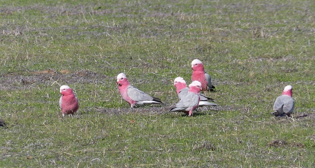 Galahs flocking on a pasture