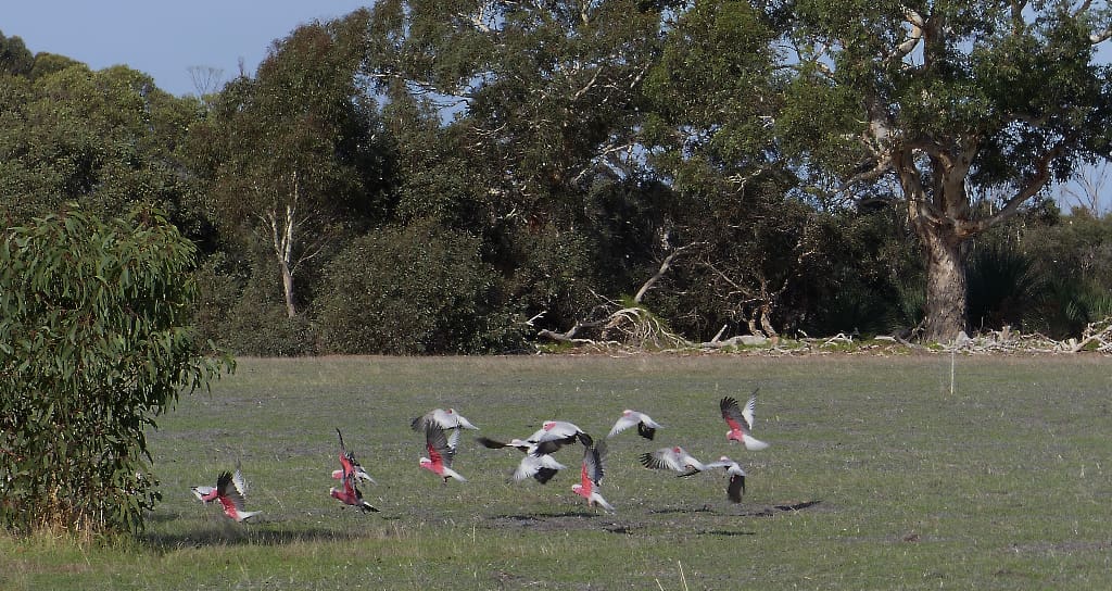 A flock of galahs takes wing lazily upon my approach
