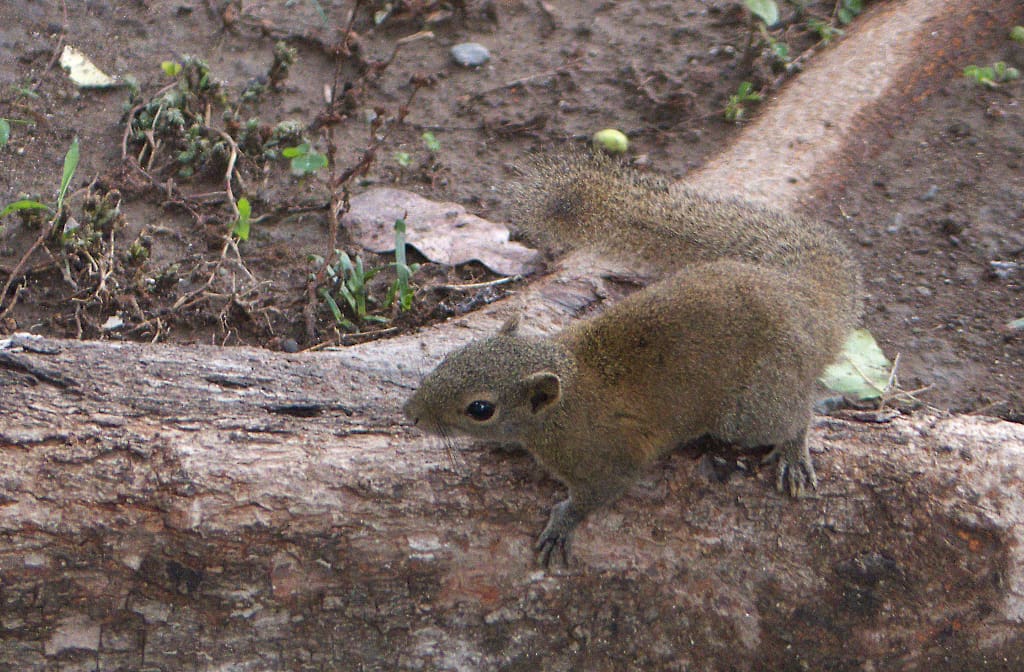 The Hoary-bellied Squirrel hails from a family of tree squirrels known as the Beautiful Squirrels