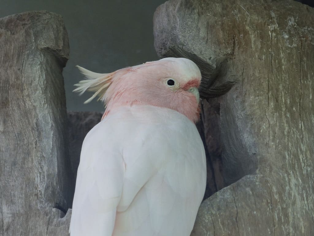 A Captive Major Mitchell's Cockatoo at Lone Pine Koala Sanctuary