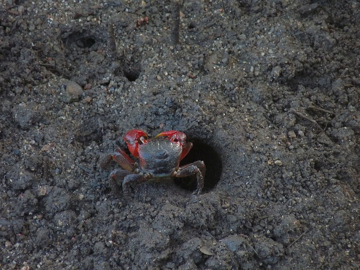 Crabs rule this empire of squelching mud