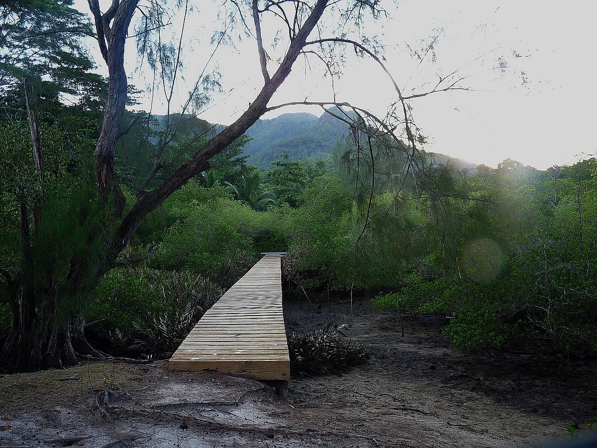 Isn't that walkway to the mangroves so inviting?