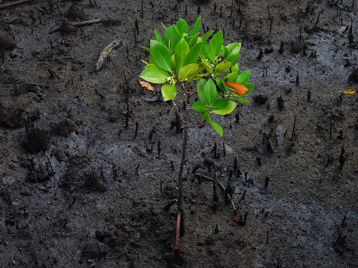 Signs of new life abound. A young mangrove sapling reaches for the light