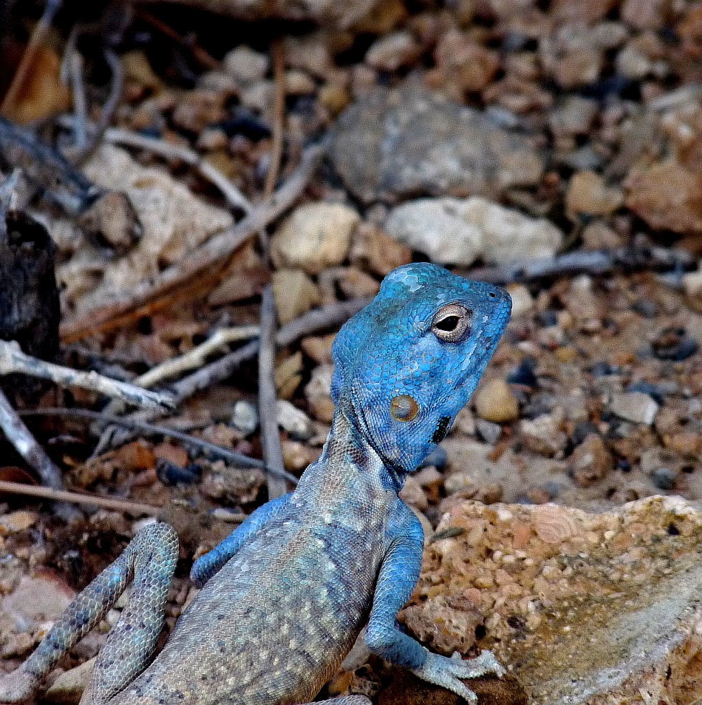 Up close with the Sinai Agama