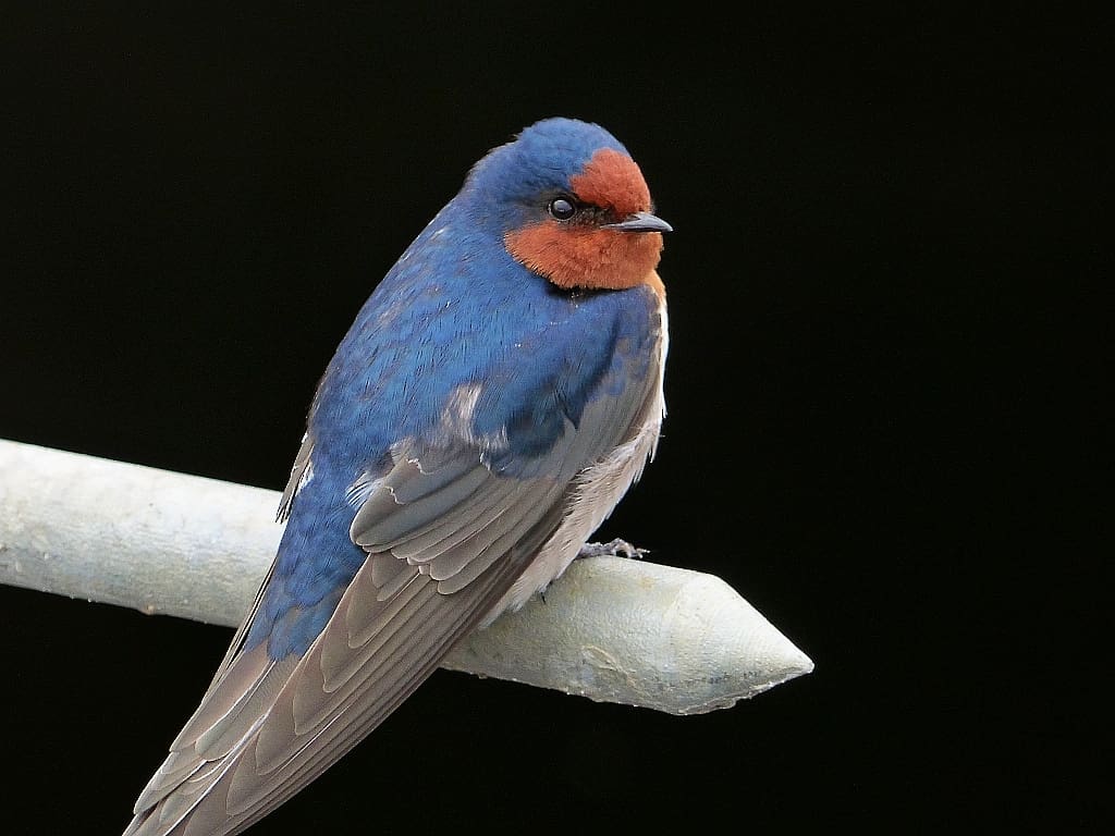 The phrase 'One swallow does not make a summer' doesn't exactly apply to Australia's Welcome Swallow