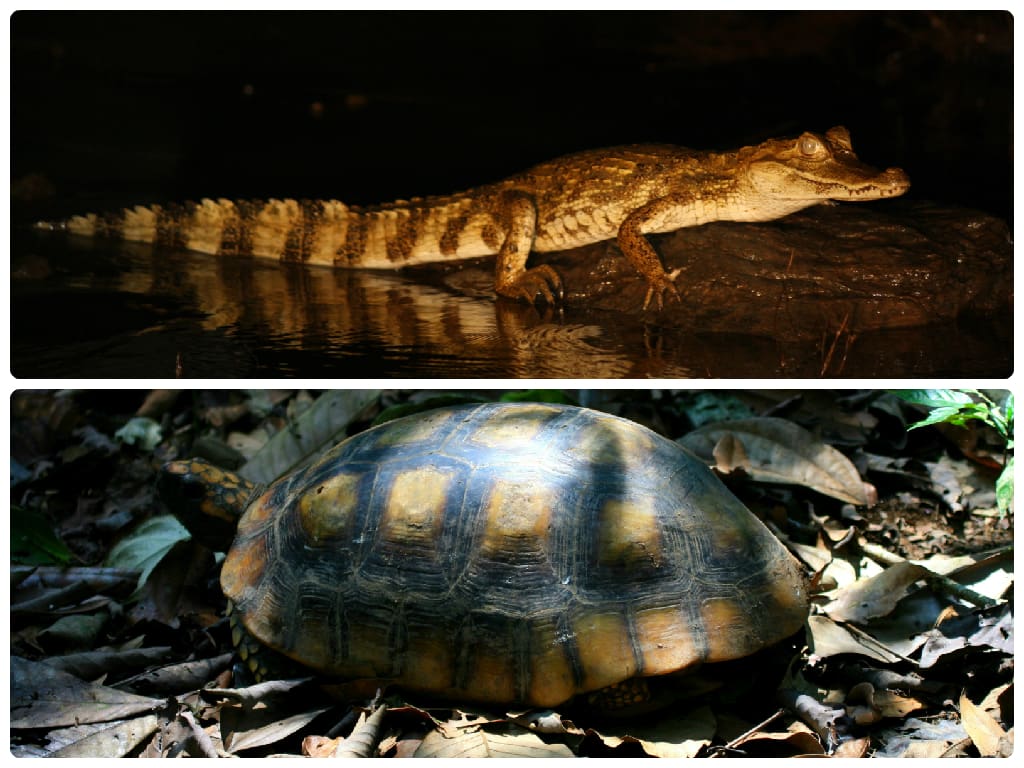 Reptiles galore: A White-Spectacled Caiman (top) and a Yellow-footed Tortoise