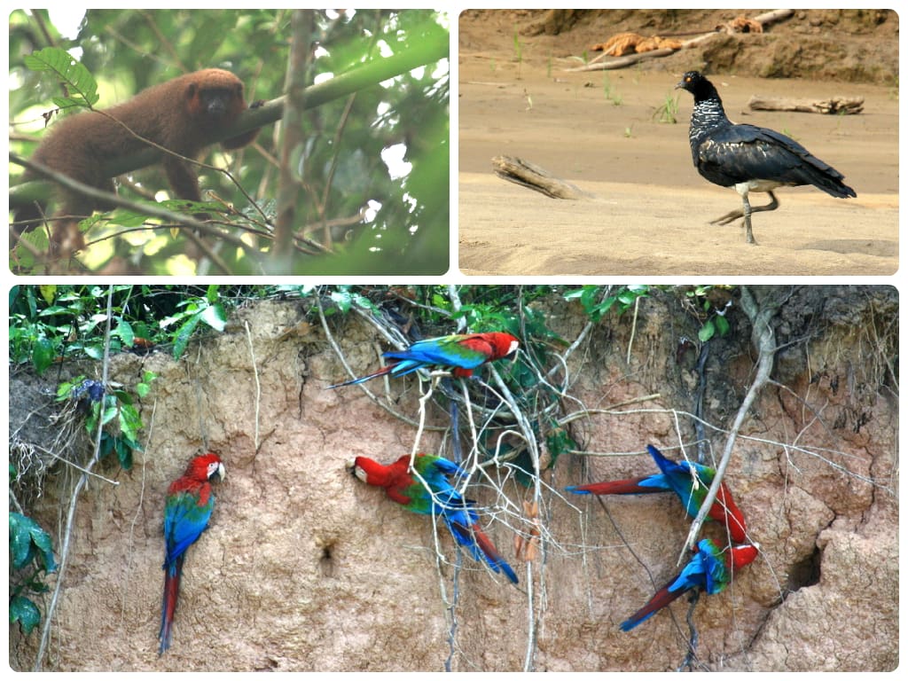 Clockwise from left: A Dusky Titi Monkey. A Horned Screamer or Donkey Bird. Red-and-Green Macaws at a clay-lick