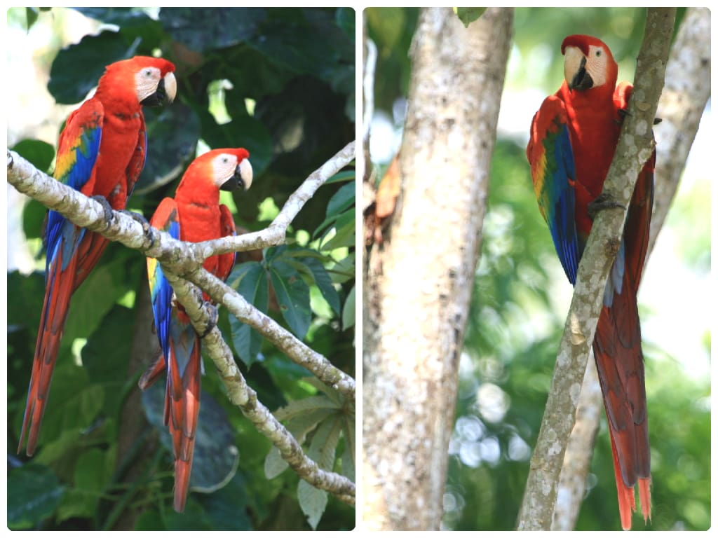 Scarlet Macaws turned up in large numbers