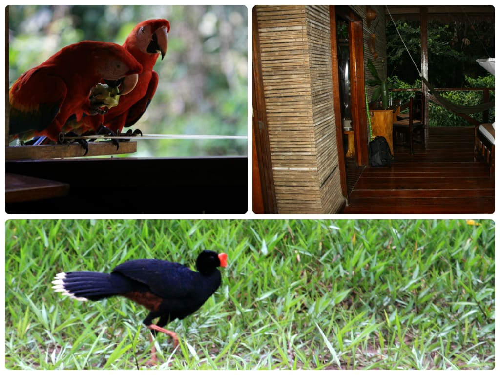 Clockwise from left: Scarlet Macaws come visiting. One wall is the jungle. A Razor-billed Curassow.