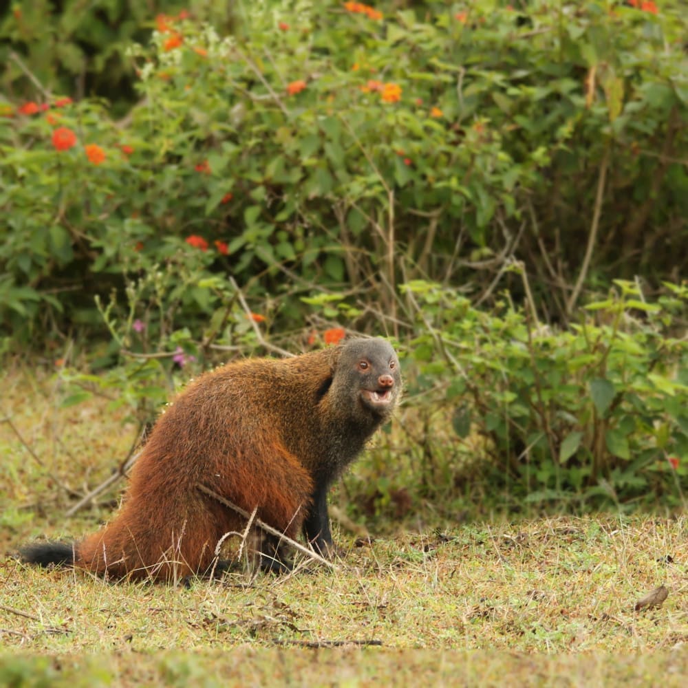 The Stripe-necked Mongoose (Herpestes vitticollis) after it turned around