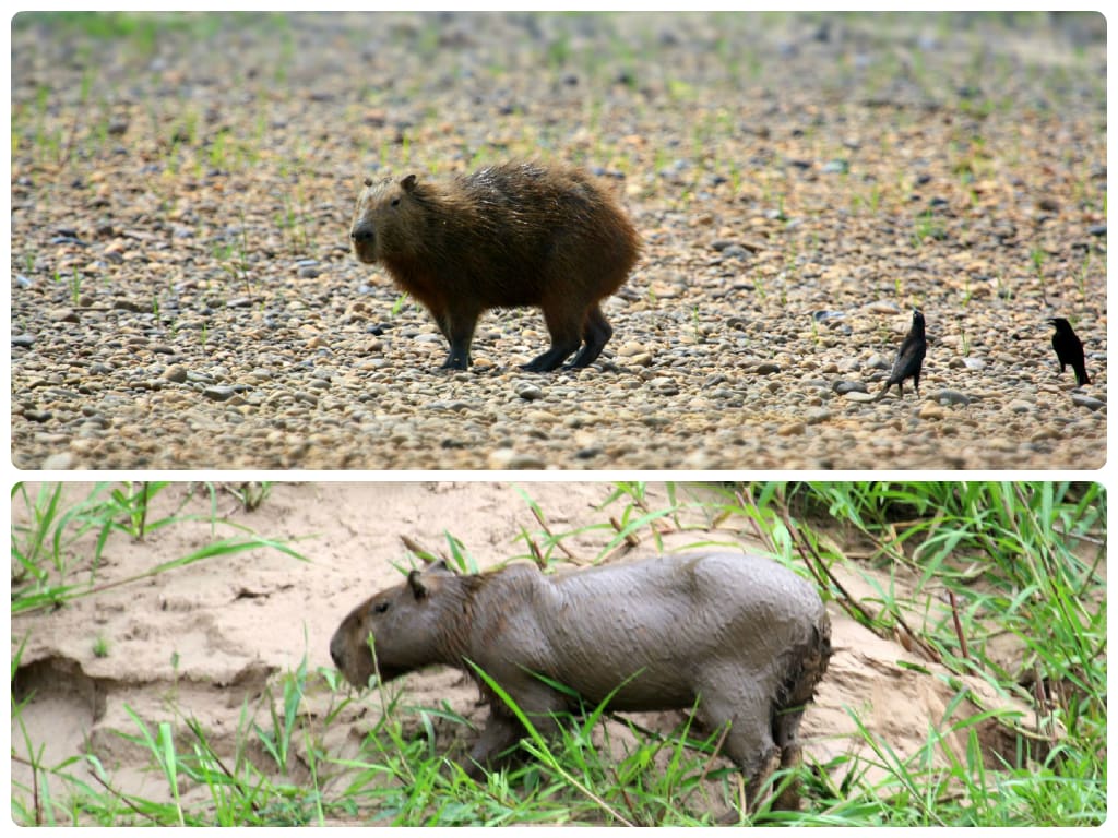 Capybaras are the world's largest rodents and inhabit the riparian habitat