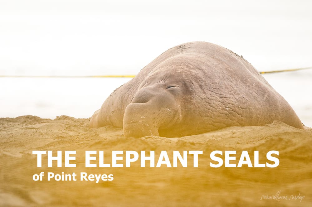 The Elephant Seals of Point Reyes