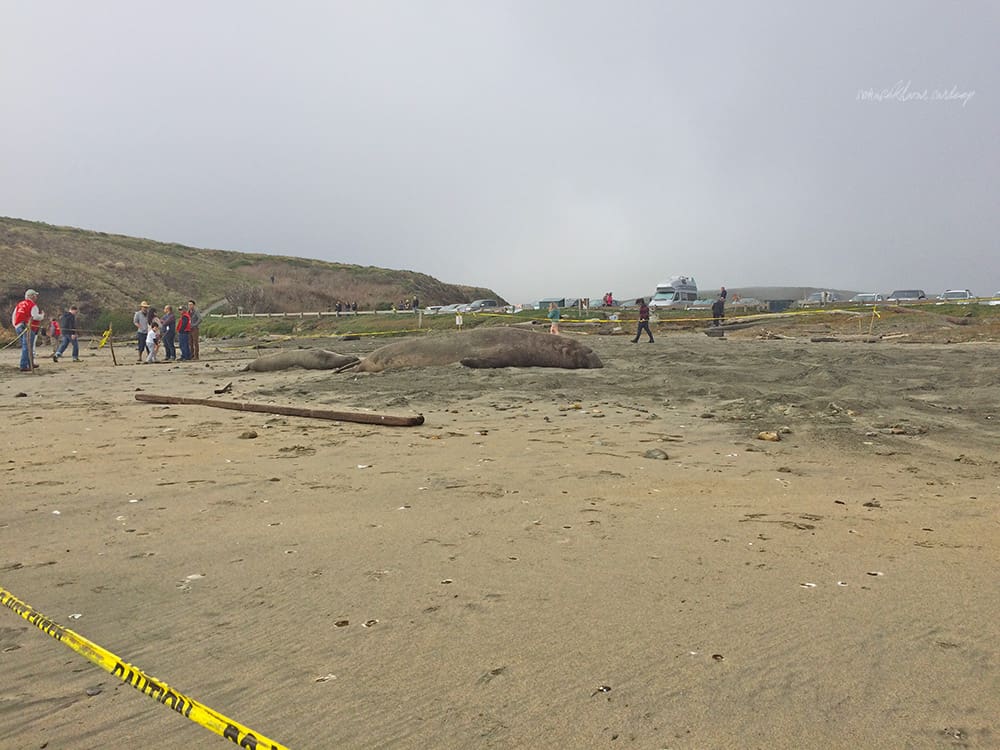 Quarantined - tapes are set up to ensure that the Northern Elephant Seals enjoy their privacy and space