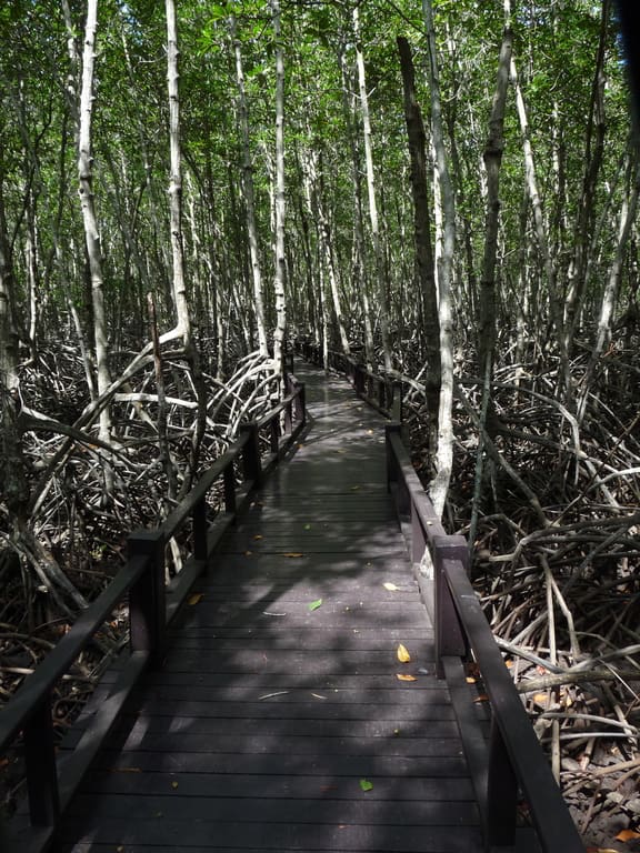 A section of the boardwalk through the mangrove forest