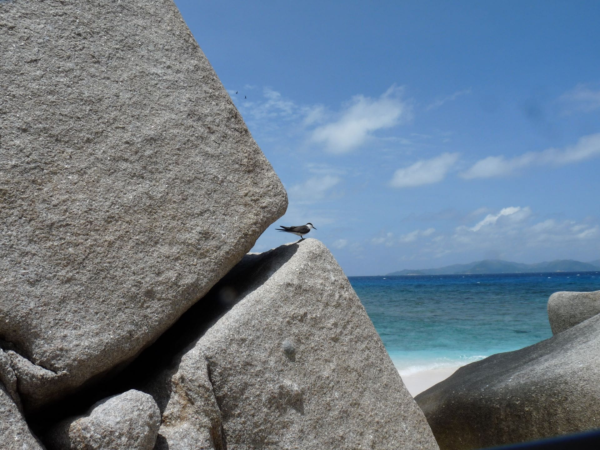 A Sooty Tern rests in a rock cleft on the granitic Cocos Island of Seychelles