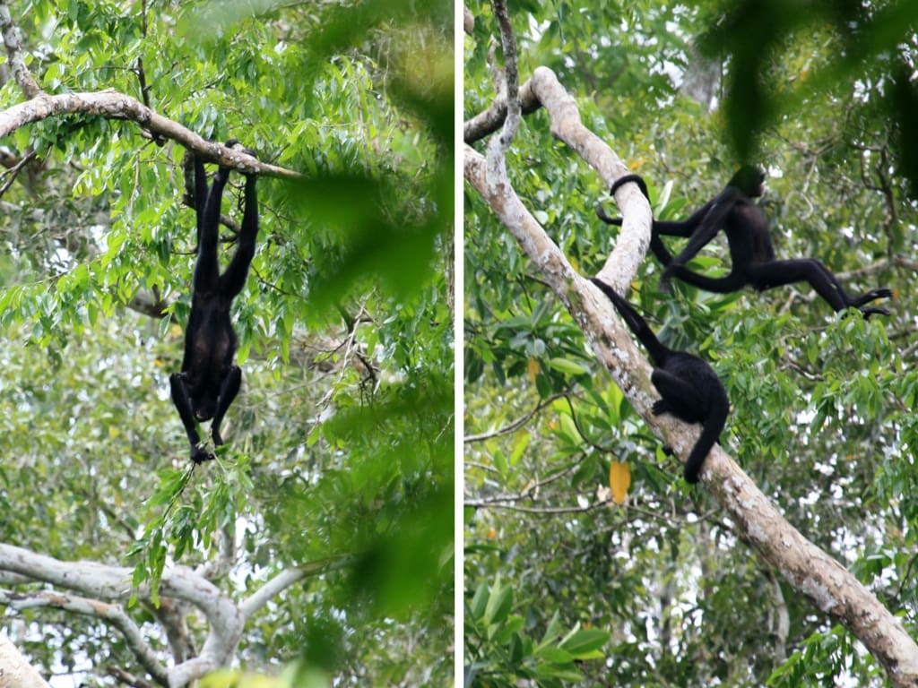 Black Spider Monkeys show off their acrobatic feats using their prehensile tails