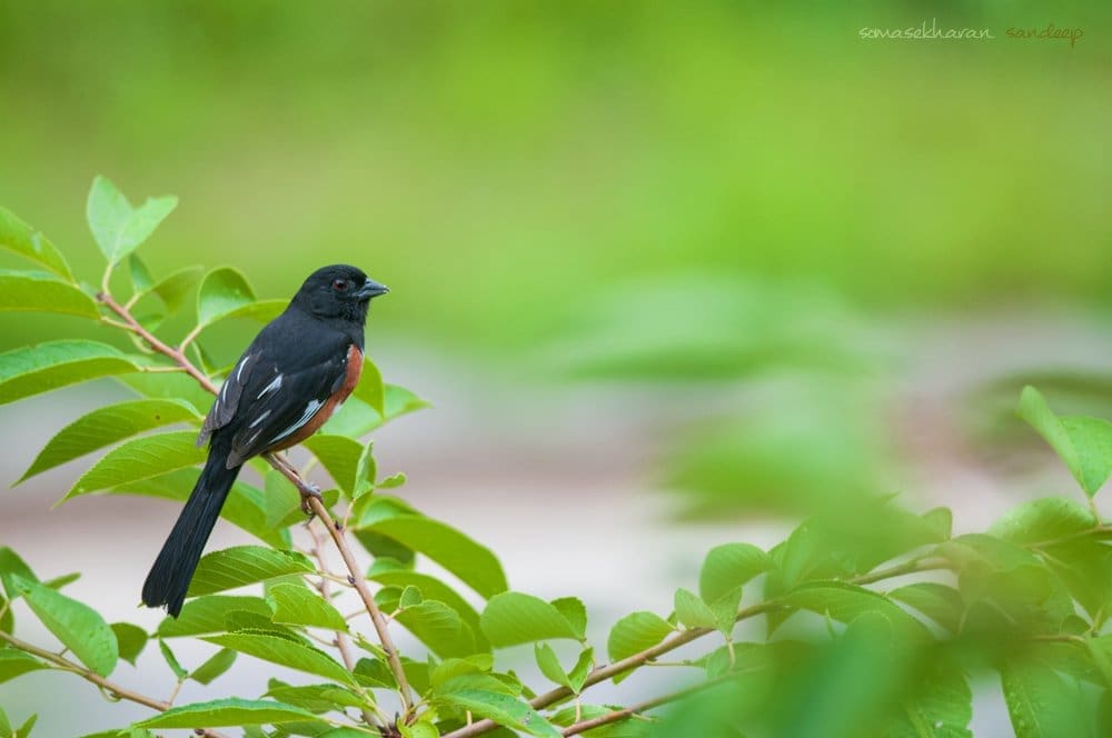 An Eastern Towhee (Pipilo erythrophthalmus) watches over the yard