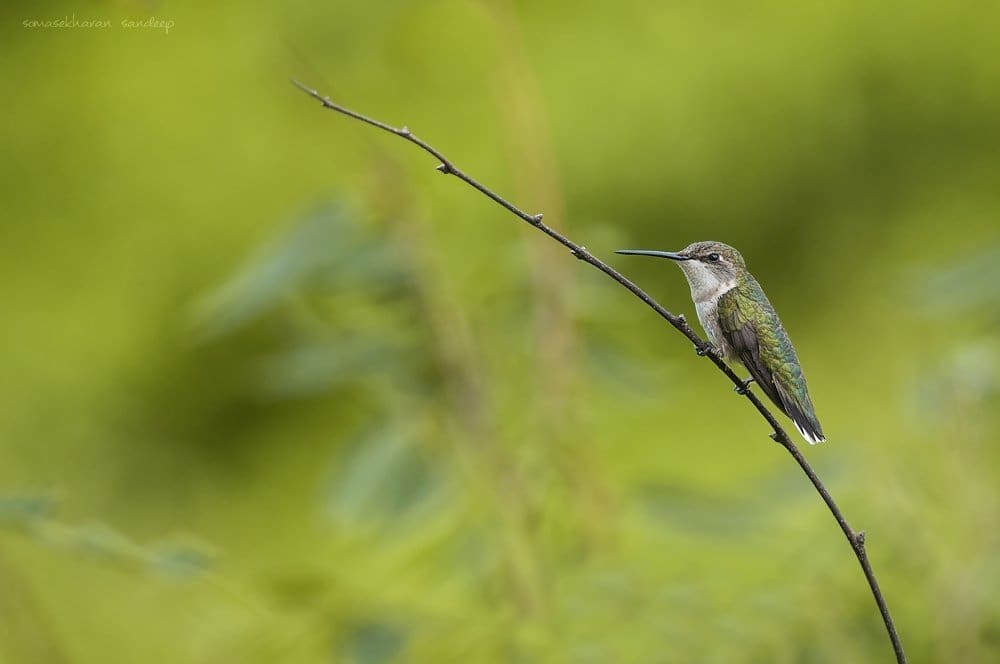 A female Ruby-Throated Hummingbird (Archilochus colubris) looks more emerald than ruby