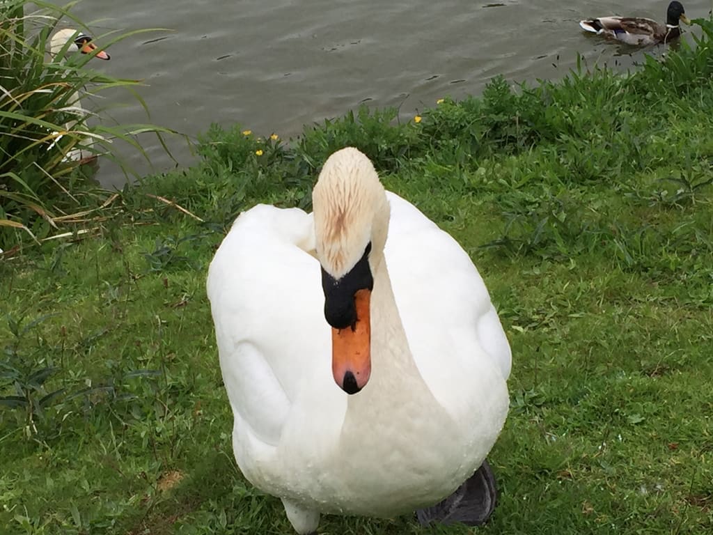 00010-swansaga-ak-go