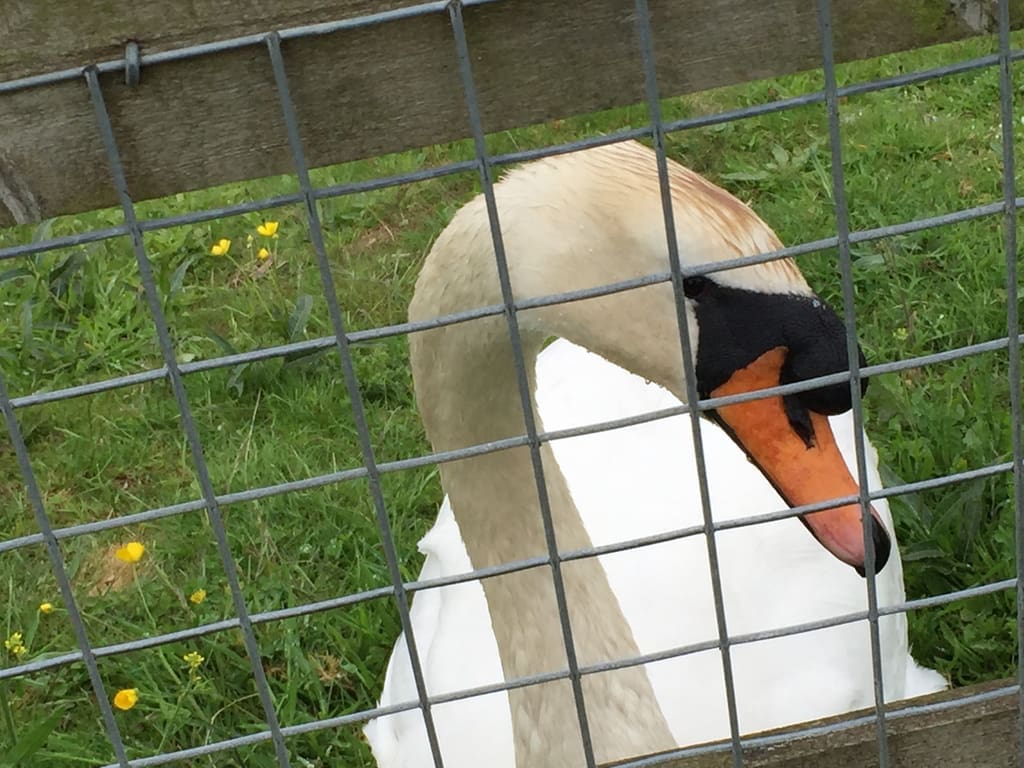 00011-swansaga-ak-go