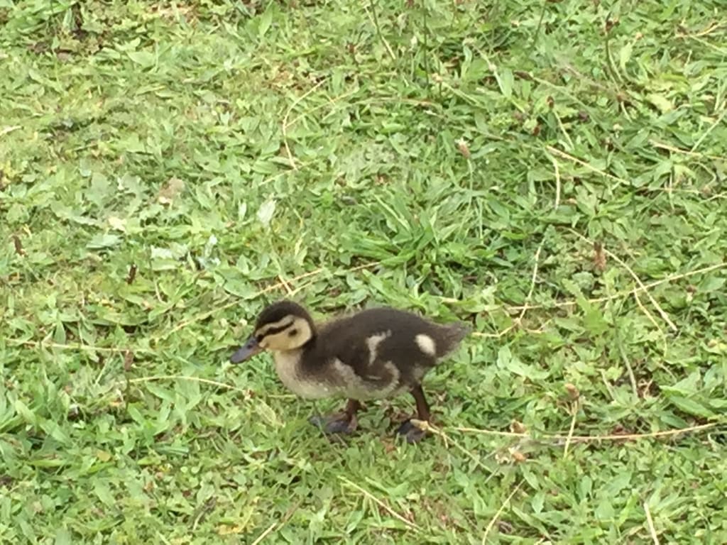 00012-swansaga-ak-go