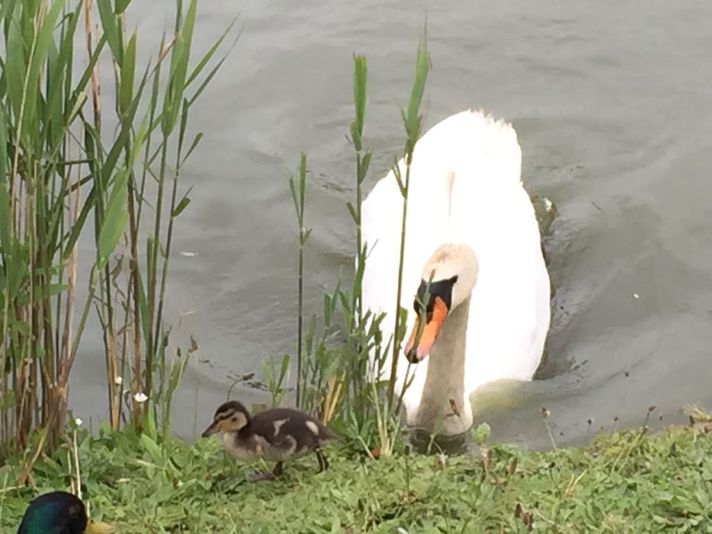 00013-swansaga-ak-go