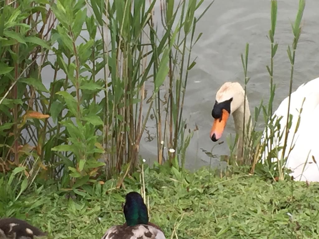 00014-swansaga-ak-go