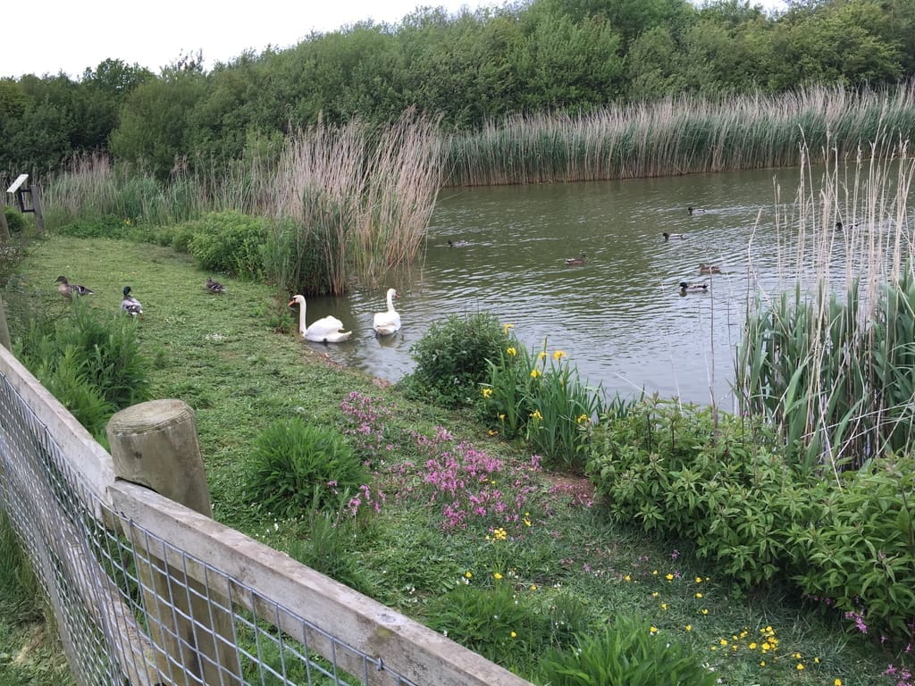 00015-swansaga-ak-go