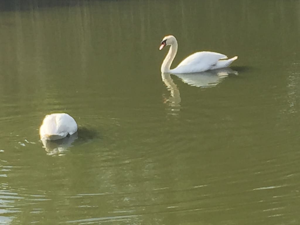 00017-swansaga-ak-go