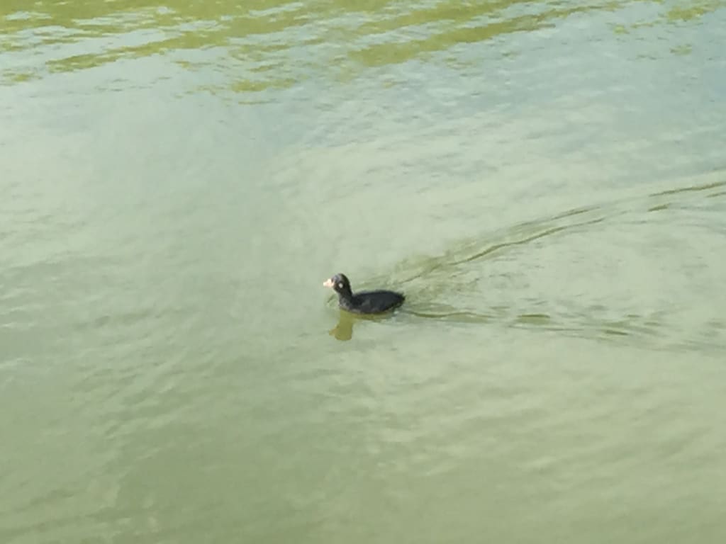 00018-swansaga-ak-go