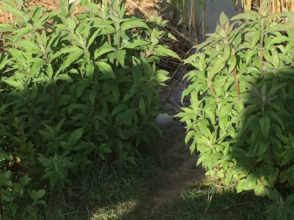 00019-swansaga-ak-go