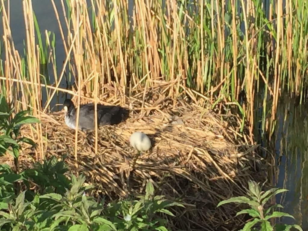 00020-swansaga-ak-go