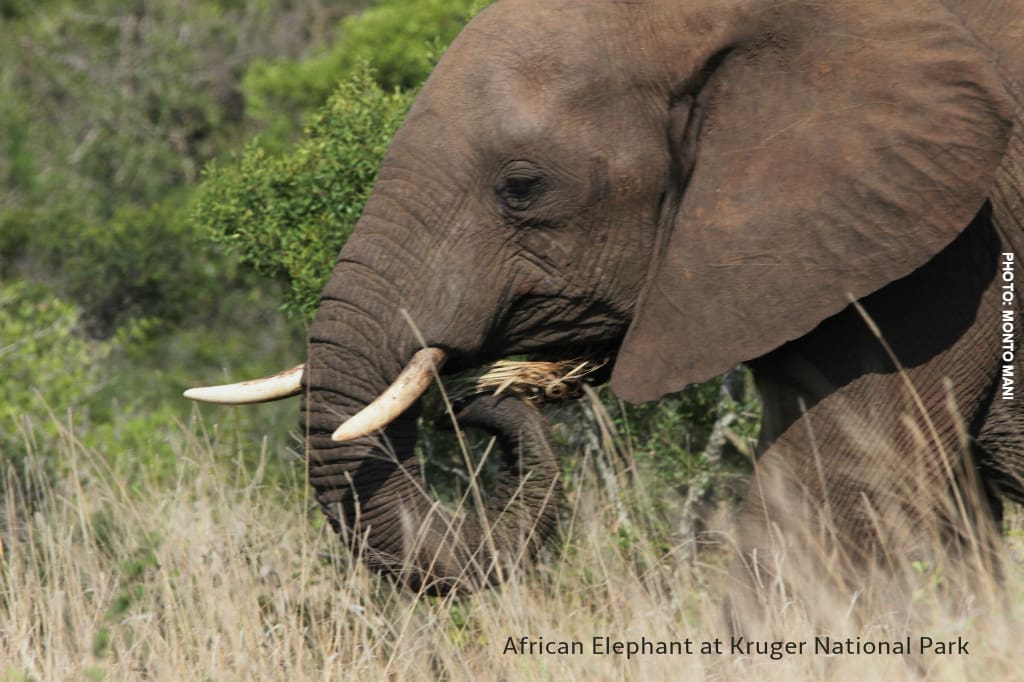 African Elephant