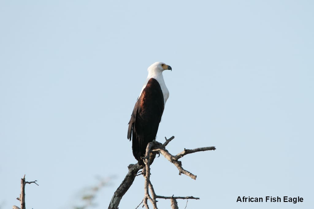 African Fish Eagle