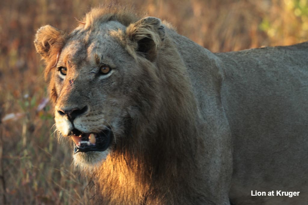 African Lion