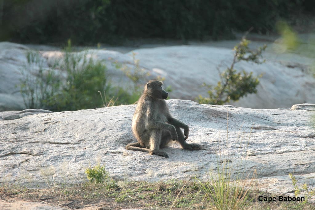 Simply sitting - contemplation?