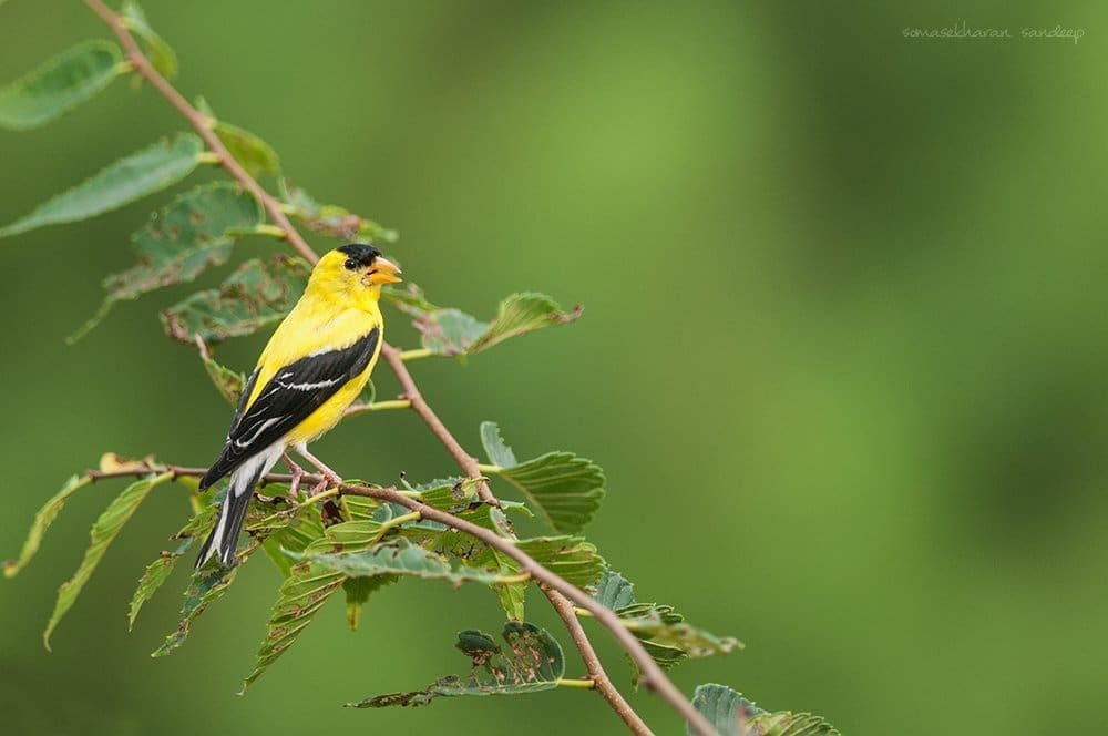A male American Goldfinch (Spinus tristis) in a stunning yellow and black coat