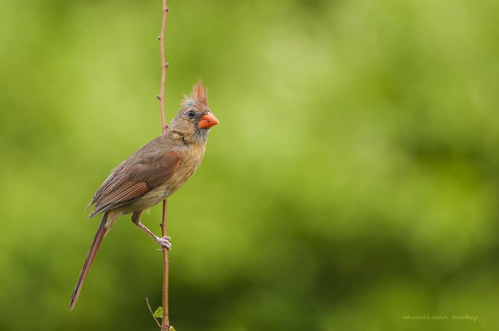 I find the female northern cardinal (Cardinalis cardinalis) just as striking as the male, despite the duller colors