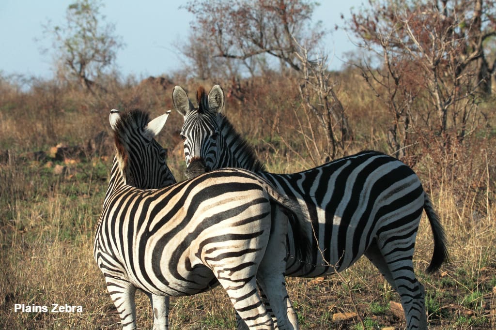 Plains Zebra